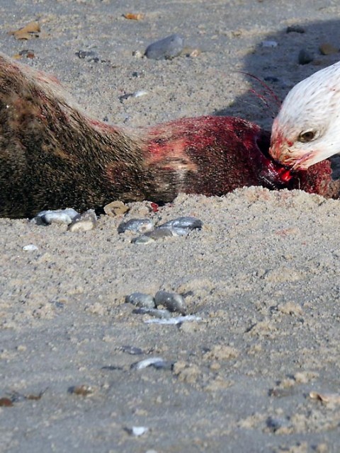 Robben teilen beim Tod das Schicksal des Menschen | Bild: Andreas Bubrowski